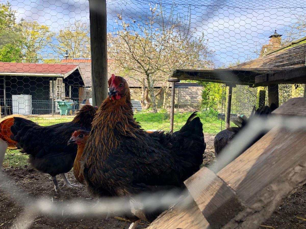 Hoeve Te Gast - Vakantieboerderij Groet Dış mekan fotoğraf